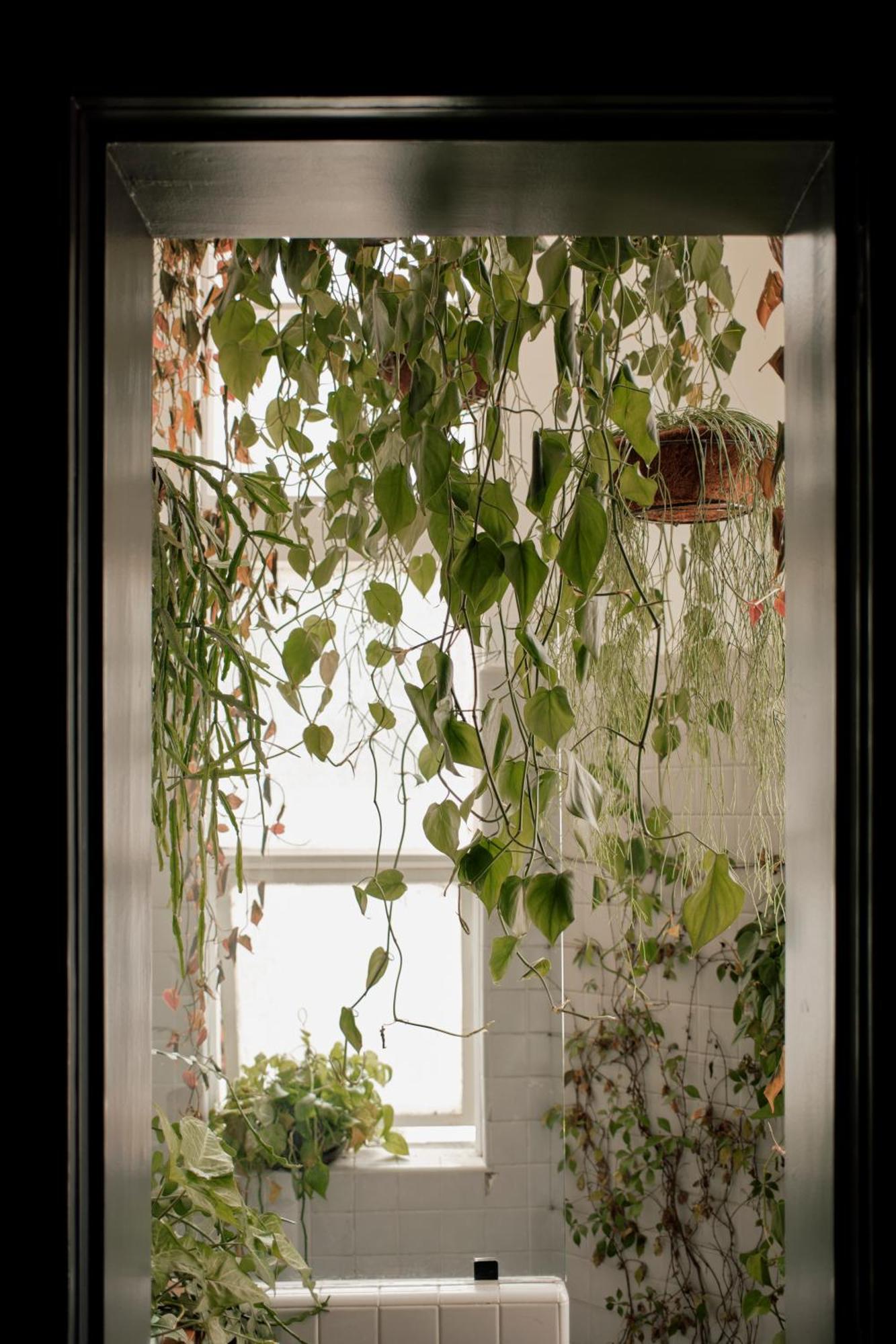 מקסיקו סיטי Maison Celeste מראה חיצוני תמונה